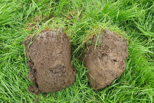 De eerste voortekenen zijn gunstig Wij.land